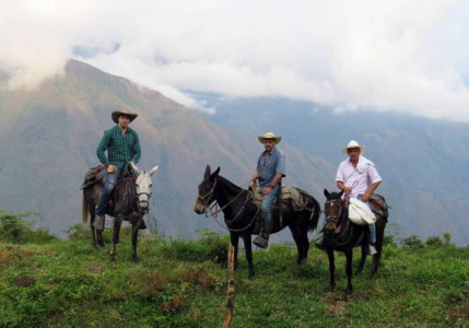 Colombia Finca El Mango Pink Bourbon